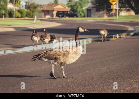 Analoge Fotografie von Kanada Gänse beim Überqueren einer Straße in Sun City, Arizona. Eine Gans wird Trinkwasser aus einer Pfütze. Stockfoto