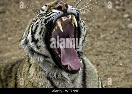 Bengal Tiger. Nahaufnahme der Tiger mit Mund weit geöffnet und Gähnen. Stockfoto