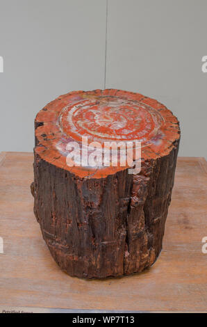 Versteinerte Stamm eines Baumes im NHM, London. Stockfoto