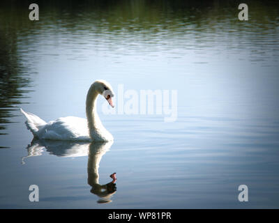 Schönen Schwan, der allein in den Fluss. Stockfoto
