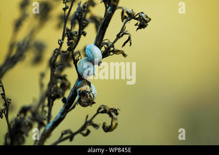 Noch immer leben und am Leben der Natur. Schnecken spleeping auf einem toten Steak. Drei weiße Schnecken zusammen. Stockfoto