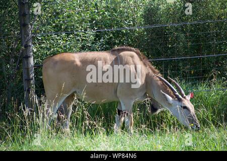 Gemeinsame Eland Beweidung aus Gras und Bush. Antilopenarten können domestiziert werden. Vom Baum an der Wilds in Cumberland. Gehörnte Rotwild, taurotargus Stockfoto