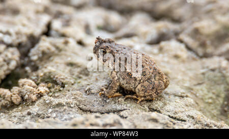 Rote Kröte (Anaxyrus punctatus) Colorado, USA entdeckt Stockfoto