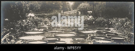 Lily Pond, Como Park, St. Paul, Minn. Stockfoto