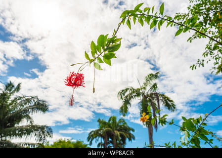 Hibiscus rote Blume auf einem Ast gegen den blauen Himmel, mit Palmen im Hintergrund. König Rama 9 Park in Bangkok. Stockfoto