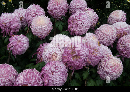 Pfingstrosen neben dem Pool des Schwarzen Drachens, Lijiang, Yunnan, China florieren Stockfoto