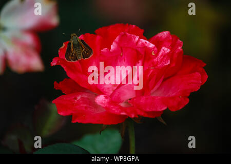 Rosa Bin auf Cheri"-Bug sitzen auf dem Hybrid Tea Rose Blume Stockfoto
