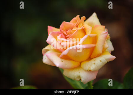 Rosa 'Frieden' (Rose 'Frieden') hybrid Rose Stockfoto