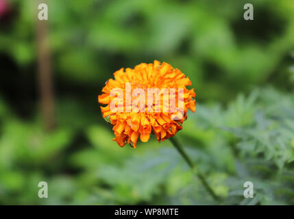 Ringelblume Blumen auf dem Baum mit grünen Blättern Hintergrund. Gelbe ringelblume Blume Stockfoto