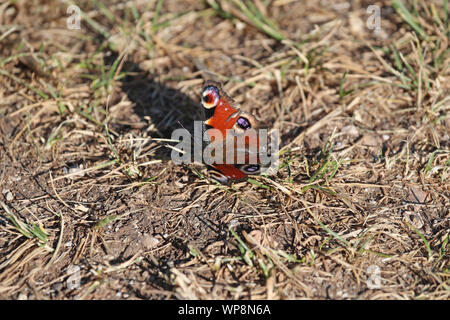 Tagpfauenauge Latin Nymphalis io in der Nähe der Fütterung auf der Weide im Sommer in Colfiorito in Umbrien in Italien Stockfoto