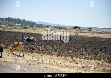 Männer und Kühe auf einem Feld Stockfoto