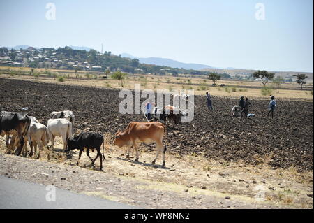 Männer und Kühe auf einem Feld Stockfoto