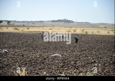 Äthiopische Männer auf einem Feld Stockfoto