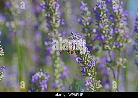 Wolle carder Bee Pollen sammeln sehr nah bis Latin anthidium manicatum auf einem Lavendel Bush in Italien Stockfoto