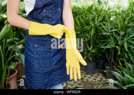 Zugeschnittenes Bild von Flower Shop Arbeitnehmer setzen auf Gummihandschuhe und fertig werden, Blumen zu verpflanzen Stockfoto