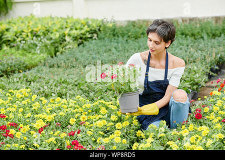 Hübsche weibliche Gärtner tragen Schürze beim Stechen blühenden Blumen in Ihrem Hinterhof Stockfoto