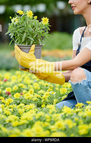 7/8 Bild der Frau Wahl blühende Pflanze mit gelben Blüten in der Gärtnerei Stockfoto