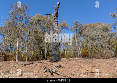 Ein Brandopfer Baumstamm steht immer noch vor der neuen Wachstum Setzlinge am unteren Splint, ACT, Australien an einem Wintermorgen im August 2019 Stockfoto