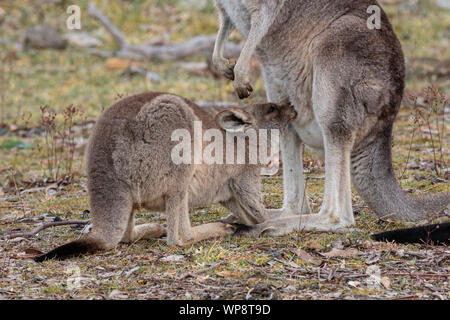 Eastern Grey Kangaroo joey Konsummilch außerhalb der Tasche auf Red Hill Nature Reserve, ACT, Australien an einem Wintermorgen im August 2019 Stockfoto