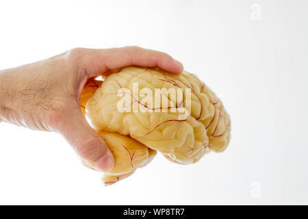 Nahaufnahme der Hand Aufnehmen eines menschlichen Gehirns anatomische Modell Stockfoto