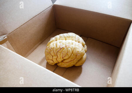 Menschliche Gehirn anatomische Modell in einer offenen Box Stockfoto