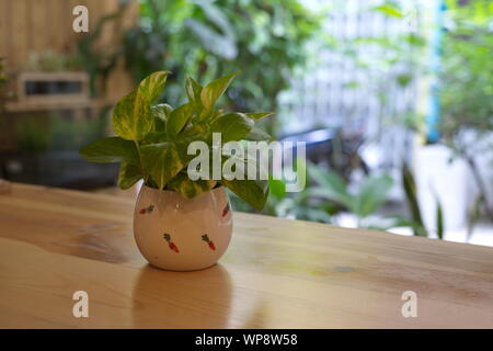 Die Pothos mit einem natürlichen Licht am Morgen Sommer Tag Stockfoto