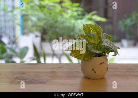 Die Pothos mit einem natürlichen Licht am Morgen Sommer Tag Stockfoto