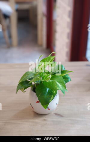 Die Pothos mit einem natürlichen Licht am Morgen Sommer Tag Stockfoto