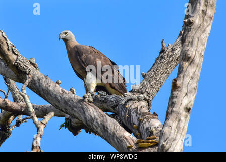 Graue Fish Eagle im Baum gehockt, Kaudulla National Park, Sri Lanka Stockfoto