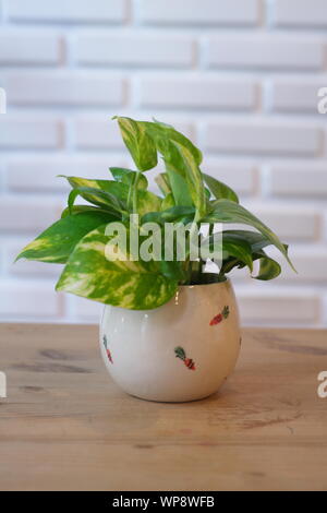 Die Pothos mit einem natürlichen Licht am Morgen Sommer Tag Stockfoto