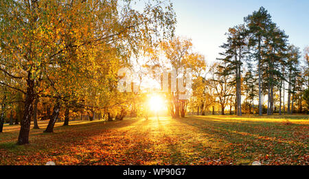 Bäume mit bunten Blätter auf dem Rasen im Park. Ahorn Laub im sonnigen Herbst. Sonnenlicht in den frühen Morgen im Wald Stockfoto