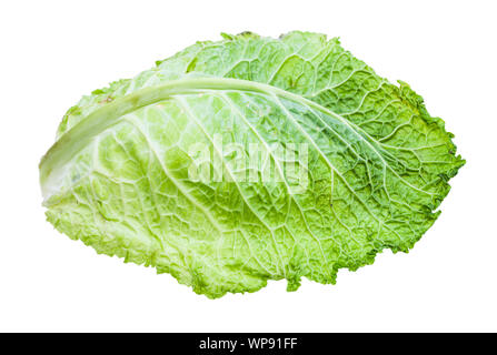 Grünes Blatt von Wirsing auf weißem Hintergrund Stockfoto