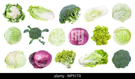Viele verschiedene Kopfkohl (Romanesco, Brokkoli, Blumenkohl, Weißkohl, Rotkohl, Napa, Kohl, Wirsing, usw.) isoliert auf weißem backgr Stockfoto