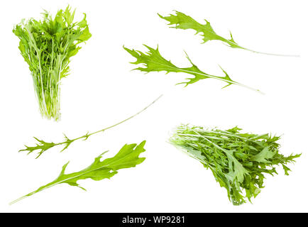 Verschiedene Blätter und Trauben der japanischen Blatt Kohl mizuna (Brassica rapa subsp nipposinica var Baumannii) Pflanze isoliert auf weißem Hintergrund
