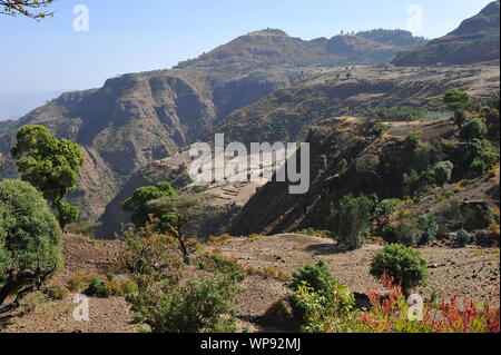 Die Blutungen - Herz Affe oder die Gelada baboon'' in der semien Berge in Äthiopien. Stockfoto