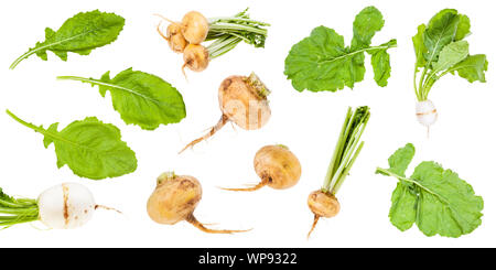 Verschiedene Grüns und die Wurzeln der Rüben auf weißem Hintergrund Stockfoto