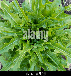 Nahaufnahme von Katalonien Cocarde (ausgenommen solche der Art Lactuca sativa 'Cocarde') grüner Salat Pflanzen im Gemüsegarten, England, Großbritannien Stockfoto