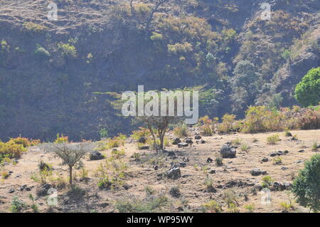 Die Blutungen - Herz Affe oder die Gelada baboon'' in der semien Berge in Äthiopien. Stockfoto