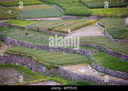 Männer auf terrassierten Feldern, Ortschaft Balad Sayt, Hajar al Frieling Berge, Dakhiliyah, Oman Stockfoto