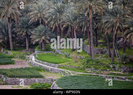 Mann in traditioneller Kleidung Wandern auf terrassierten Feldern, Ortschaft Balad Sayt, Hajar al Frieling Berge, Dakhiliyah, Oman Stockfoto