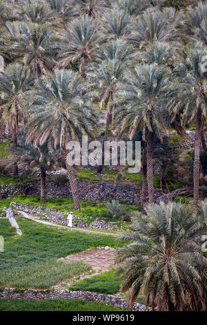 Mann in traditioneller Kleidung Wandern auf terrassierten Feldern, Ortschaft Balad Sayt, Hajar al Frieling Berge, Dakhiliyah, Oman Stockfoto