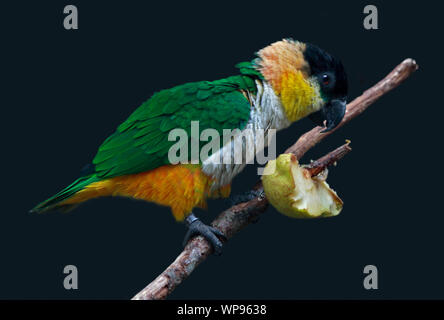 Schwarze Spitze Caique (Pionites Melanocephalus) Stockfoto