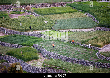 Männer auf terrassierten Feldern, Ortschaft Balad Sayt, Hajar al Frieling Berge, Dakhiliyah, Oman Stockfoto