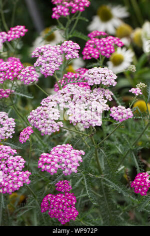 Achillea millefolium 'Cerise Queen' Blumen Stockfoto