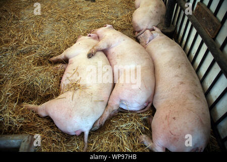 Schweine auf der Messe in Bjelovar, Kroatien ausgestellt Stockfoto