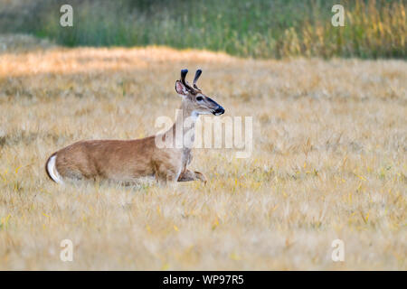 Weißwedelhirsche ist der Kreuzung weizenfeld am Abend. Stockfoto