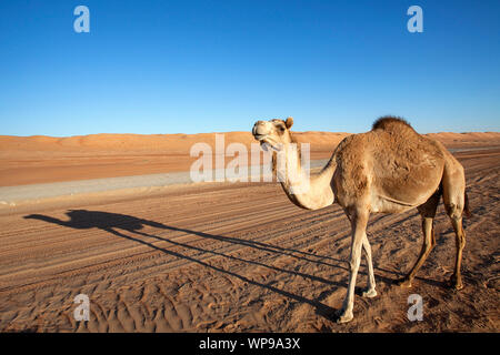 Ein Arabisches Kamel/one-Humped Dromedar (Camelus dromedarius) und seine Schatten stehend von der Schotterstraße in Wahiba Sands im Oman Stockfoto