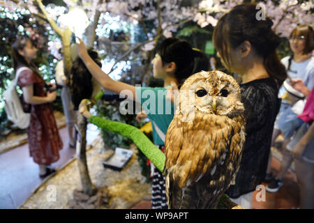 Owl-Café - Kamakura - Japan Stockfoto