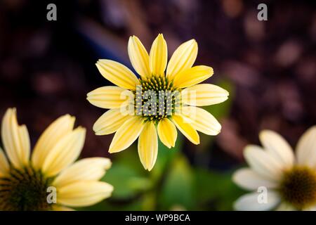 Eine Top-down Porträt eines Mellow gelbe Blume oder wissenschaftlich wie die Echinacea purpurea bekannt. mul Stockfoto