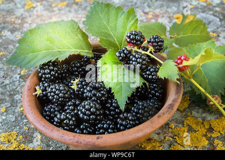 BlackBerry in einem Ton Schüssel auf dem Tisch. Brombeeren auf einem retro Hintergrund und Blätter Stockfoto